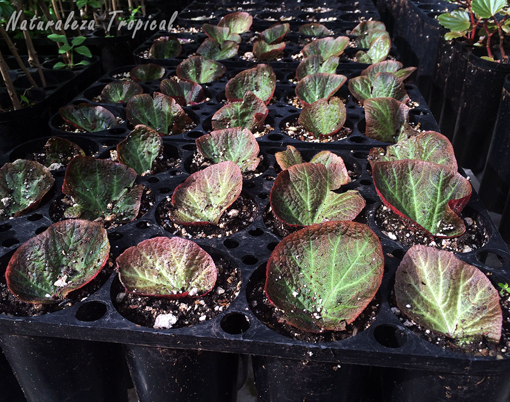 Naturaleza Tropical Reproduce begonias a partir de esquejes foliares