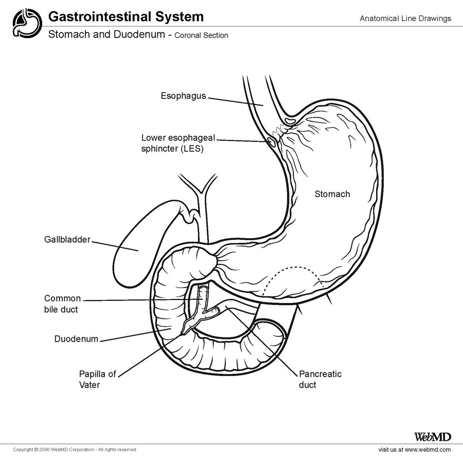 Duodenal Anatomy | The Ultimate Curiosity