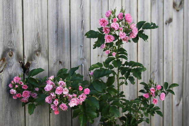 roses, pink grootendorst, garden, flowers, hearts, Anne Butera, My Giant Strawberry