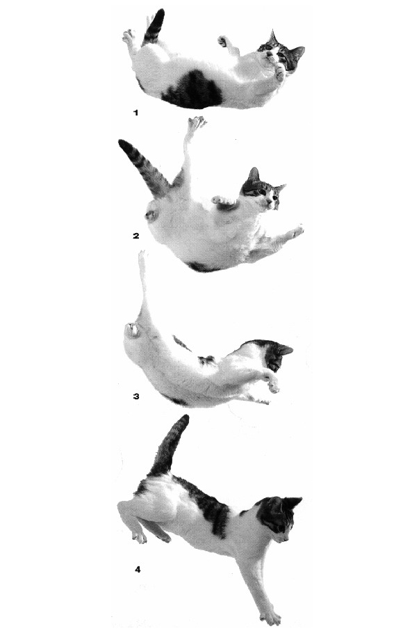 почему падают коты