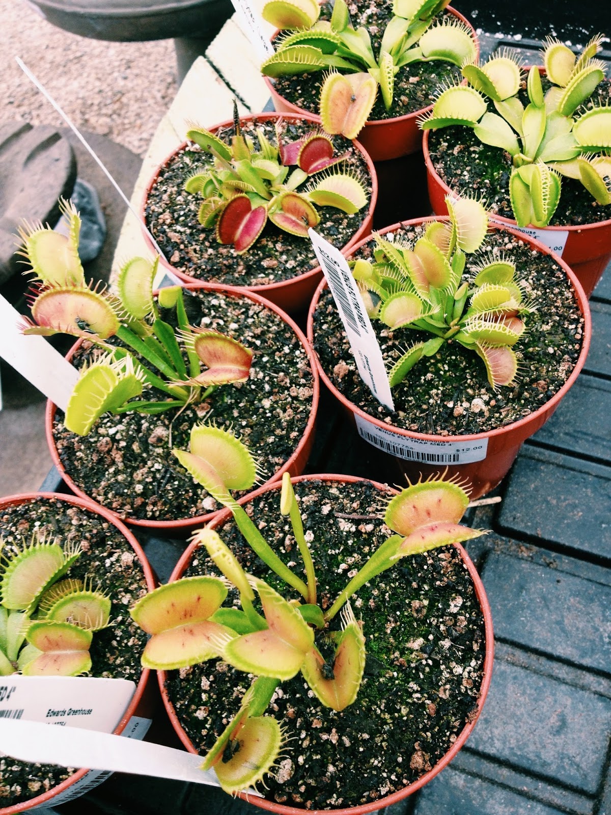 fivetenfifteen edwards greenhouse, boise