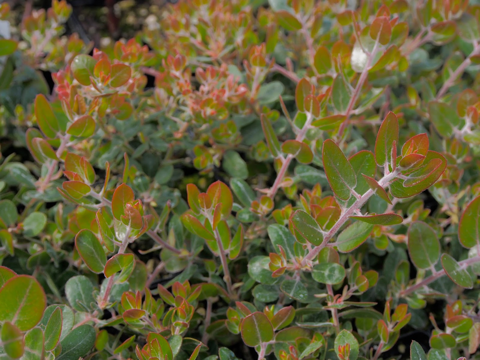 Mahonia Repens Stock Photo Picture And Rights Managed Image Pic