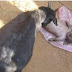 ΣΟΚ: Κατσίκα στην Λάρισα γέννησε ένα πλάσμα που μοιάζει με ανθρώπινο ον (ΦΩΤΟ)