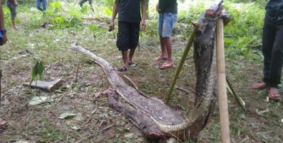 The serpent Python Eating a Human Life lived in Indonesia