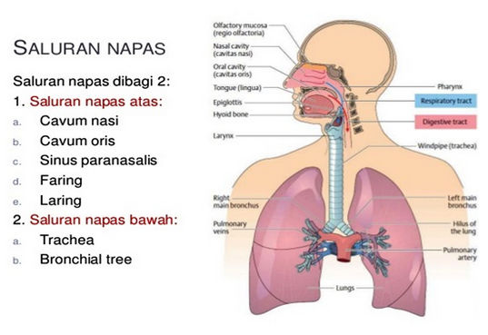 19+ Lengkapilah Keterangan Gambar Alat Pencernaan Manusia Berikut Ini Pictures