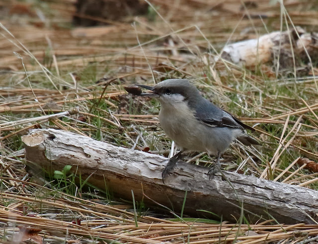 Pygmy Nuthatch with pine nut Pygmy Nuthatch with pine nut