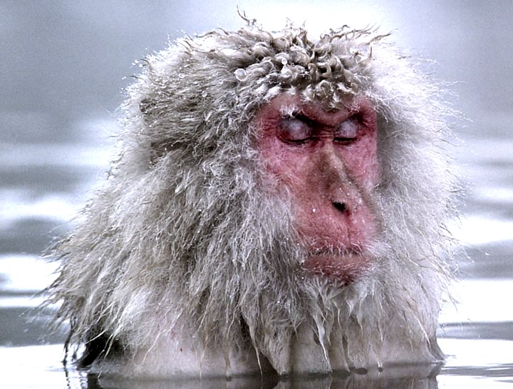 Image result for monkey in zen
