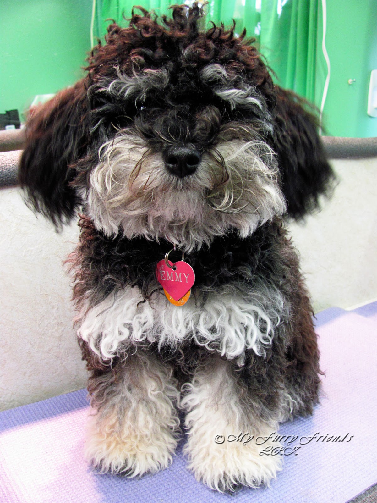 Grooming Your Furry Friend Why Does It Cost So Much To Have My Dog