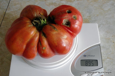 grosse tomate Beefsteak  895 grammes