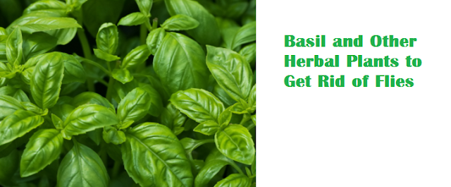 Basil and Other Herbal Plants to Get Rid of Flies