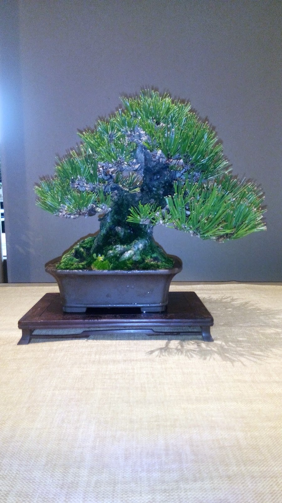 MIS ARBOLITOS OTRAS COSAS Y YO: MUESTRA DE BONSAI EN EL JARDIN BOTANICO