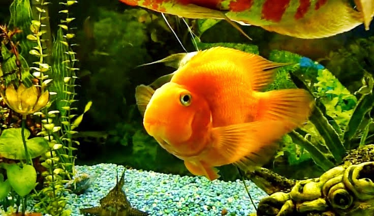 40 jenis Ikan hias air tawar yang banyak dipelihara di Indonesia 16 harga iklan parrot