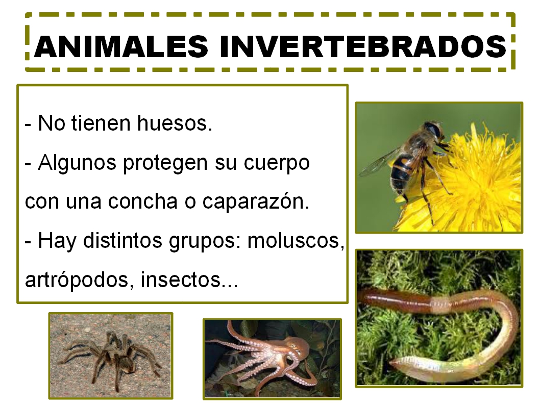 SEGUNDO DE PRIMARIA : CONO