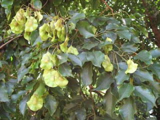 Pohon Angsana merupakan pohon yang umum ditanam di pinggir jalan sebagai peneduh jalan Khasiat dan Manfaat Angsana Untuk Batu Ginjal, Sariawan dan Bisul