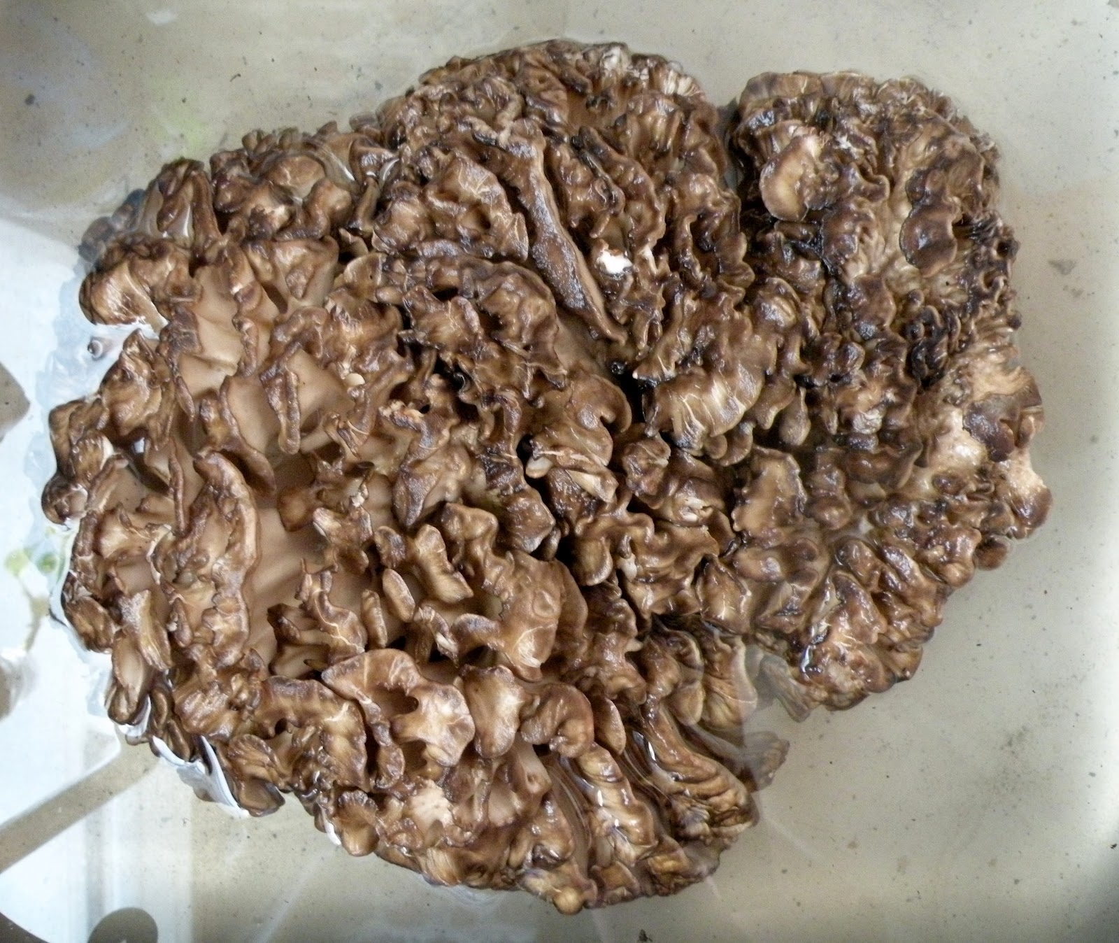 flux biota. Mushroom Hunting in Iowa. Hen of the Woods (aka maitake