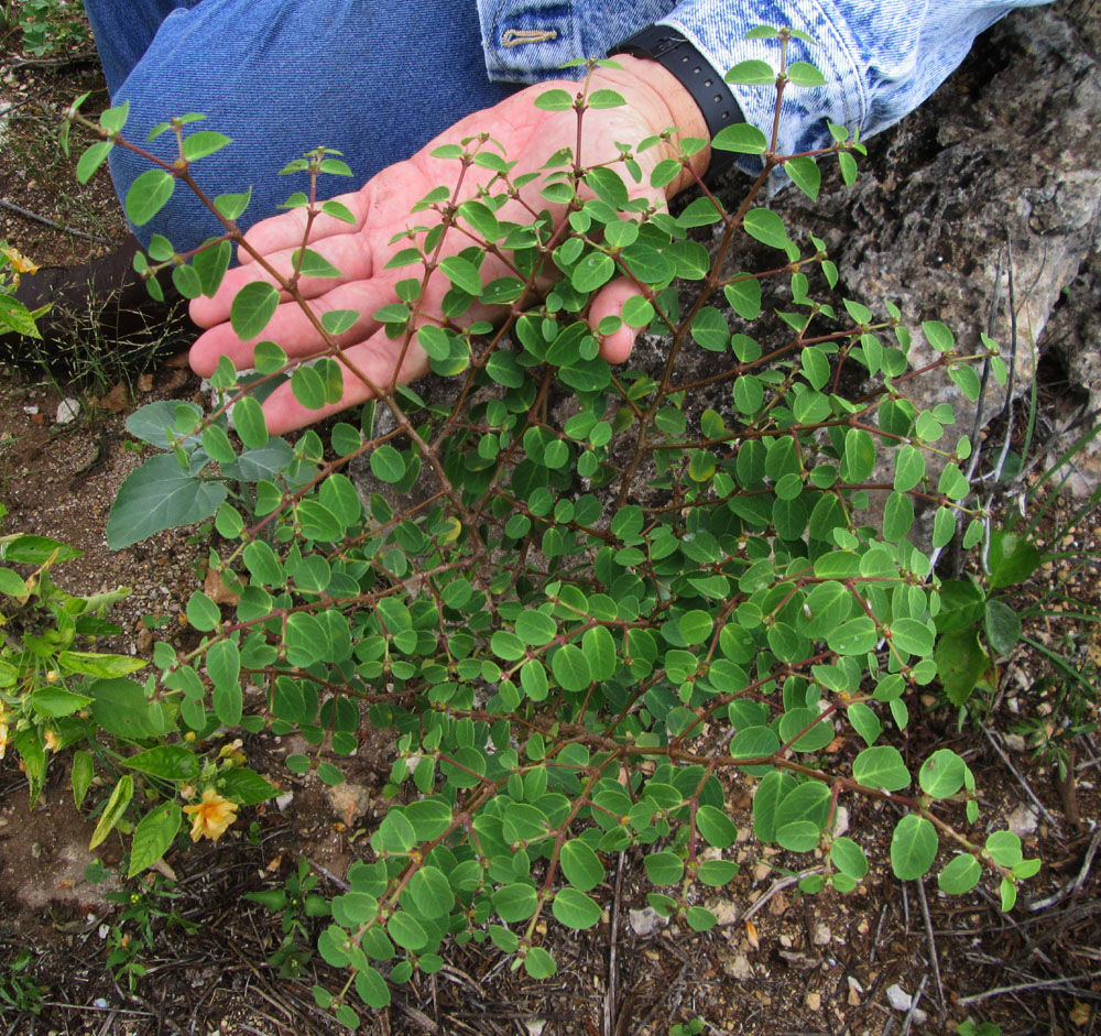 Kanehili News Honolulu StarAdvertiser Rare native plant stalls land
