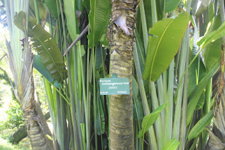  Tanaman pisang kipas yaitu flora pohon yg sering kita jumpai disekitar kita Manfaat Pisang Kipas (Ravenala Madagascariensis Sonn)