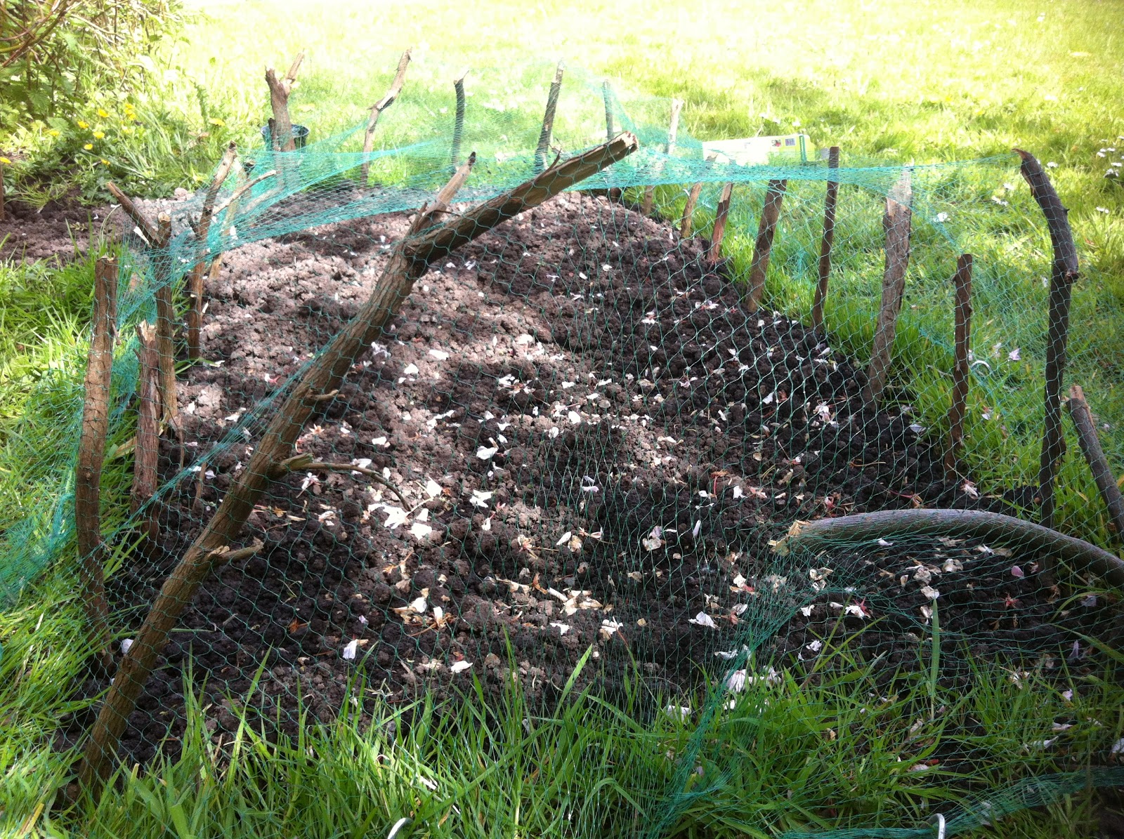 The PartTime Homesteader A week of tomato plant growth
