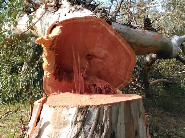 Málaga, Asociaciones de Activistas y Vecinos intentan parar la tala de árboles en Arraijanal