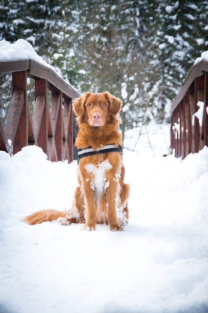 zwidokiemnagory.pl jakuszyce, toller, izery