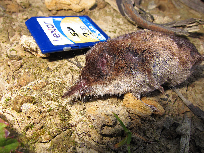 Aves de la Ría de Ajo: Mirando a las musarañas...