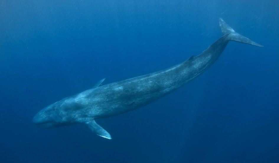 Frida Aceda Hewan Mamalia Terbesar Dan Terkecil Di Dunia