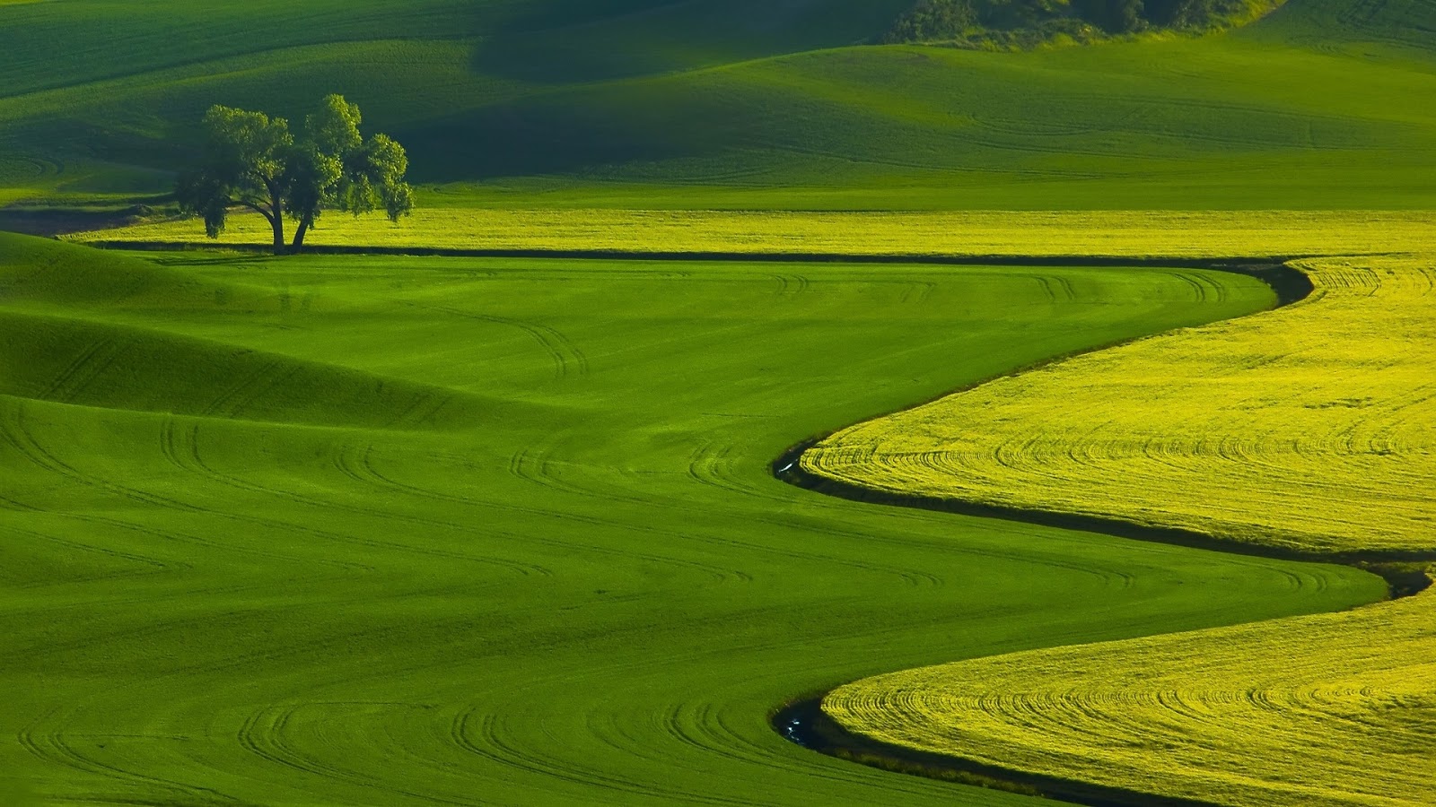 Green fields | Top Hd Wallpapers - New Wallpapers - HD Wallpapers