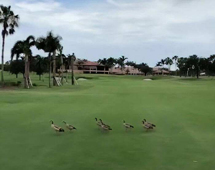 Angry Ducks Chased Down An Alligator Interrupting A Golf Game