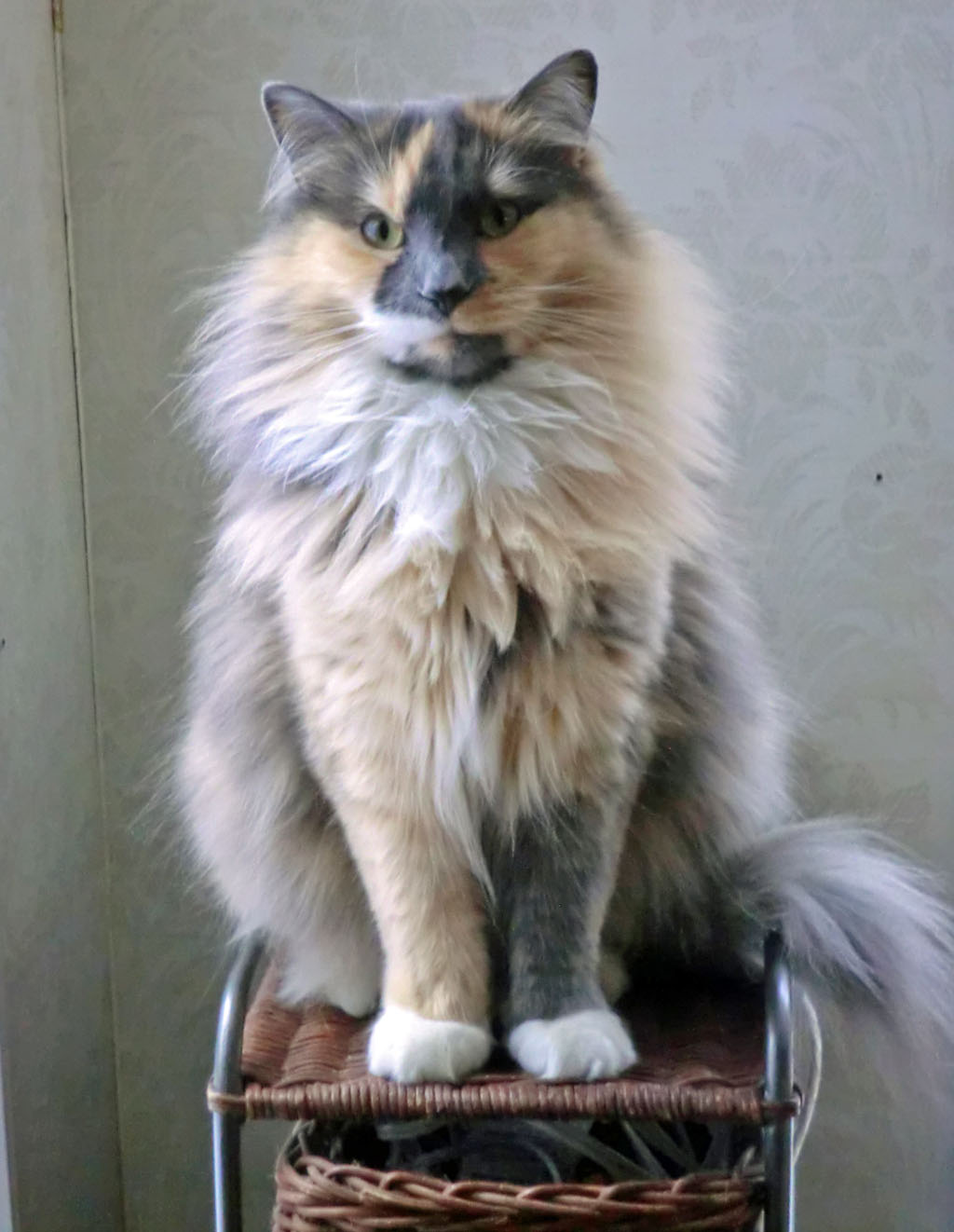 Quilt Whimsy Cat Bites are Dangerous!