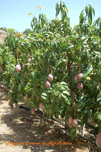 Árbol de mango