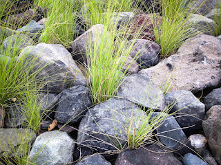 Natural Beauty Of Ornamental Grass And Stones View In The Garden Of The Park