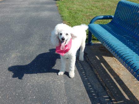 White poodle by park bench
