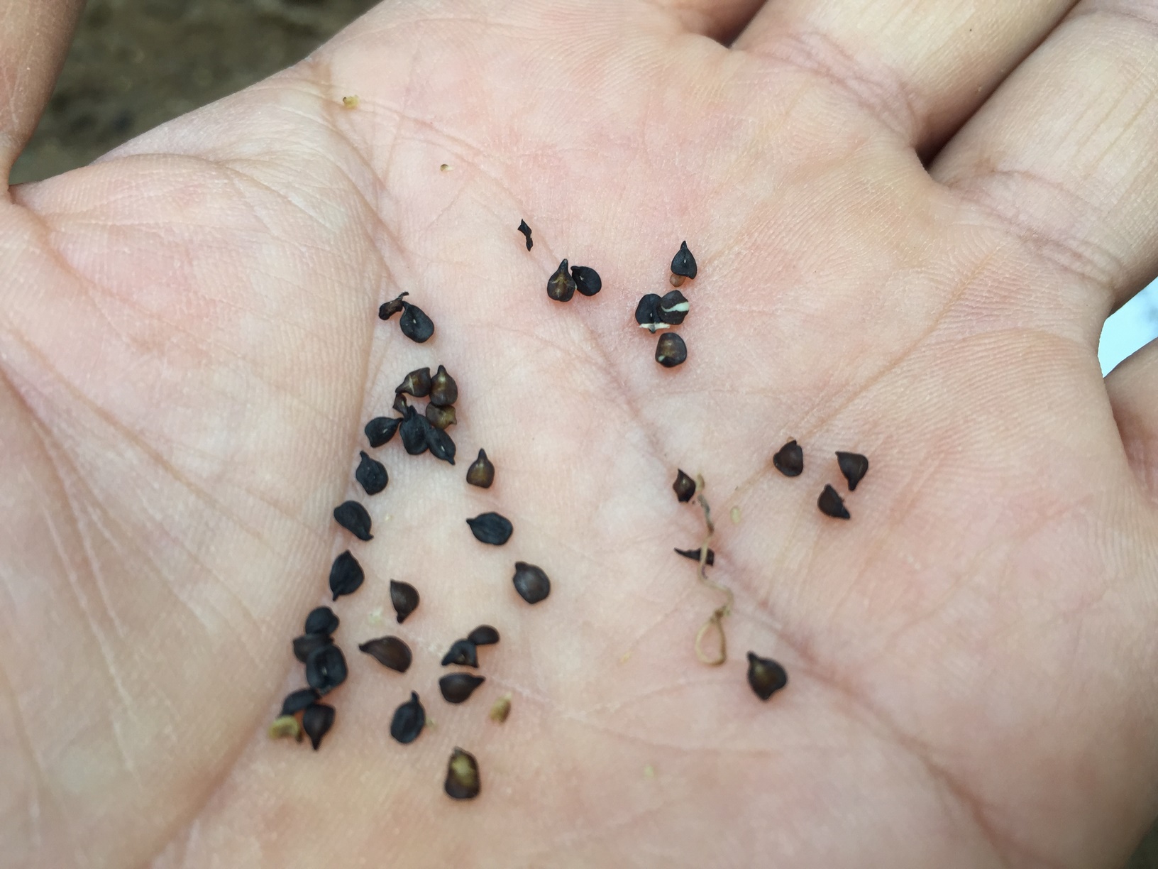 How To Grow Carnation Plant