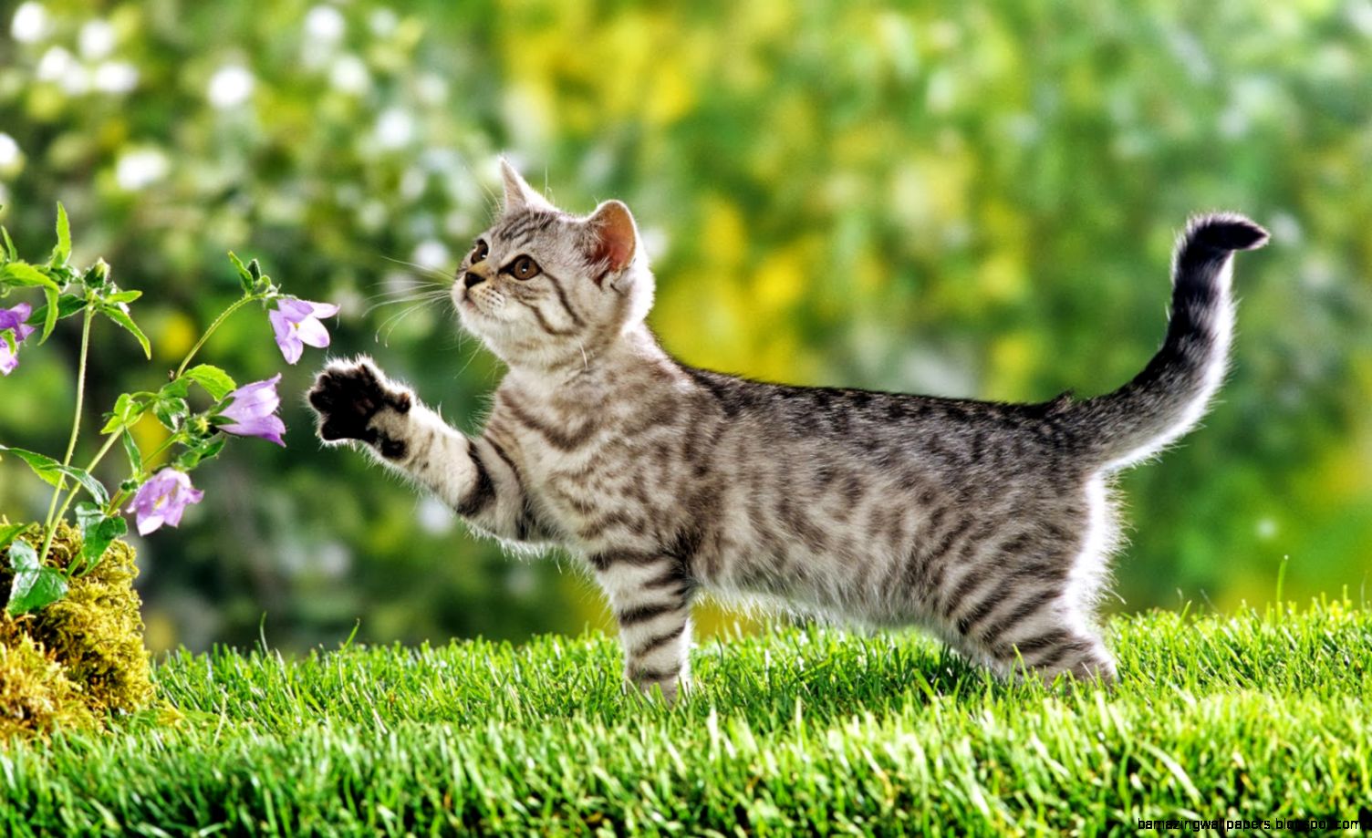 Wallpaper Wallpaper Cute Animals quotGift of Naturequot