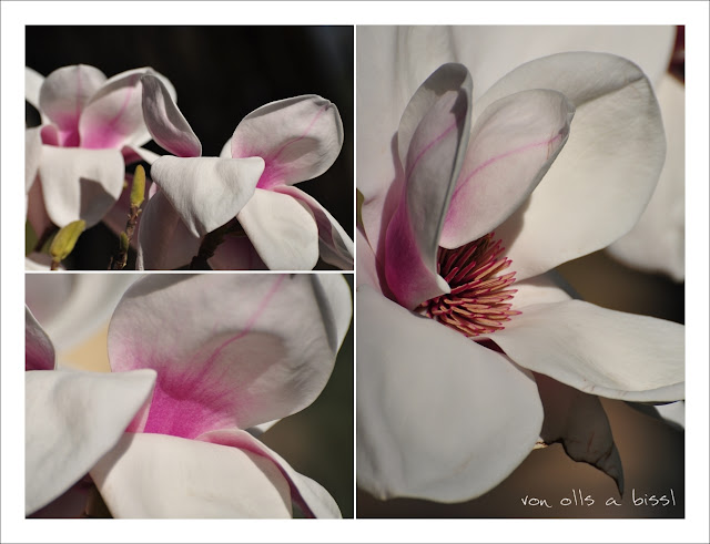 Magnolien - Königin der Gehölze