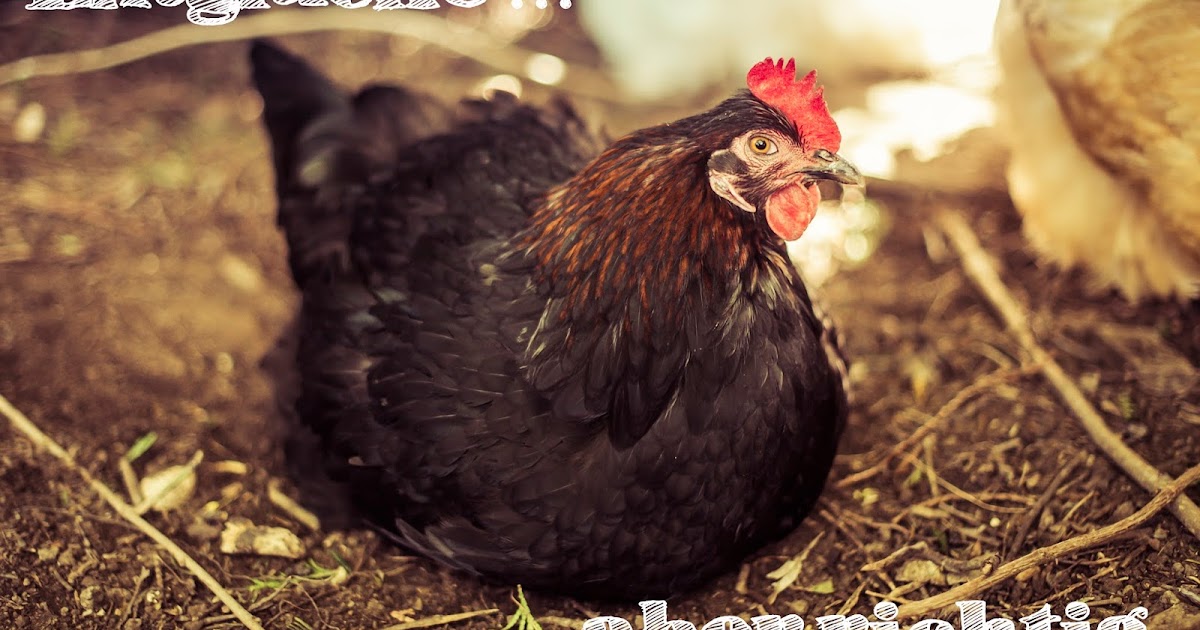 Hühnerliebe: entglucke&hellip;.aber richtig!