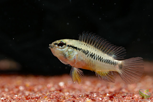 Apistogramma sp. pacman