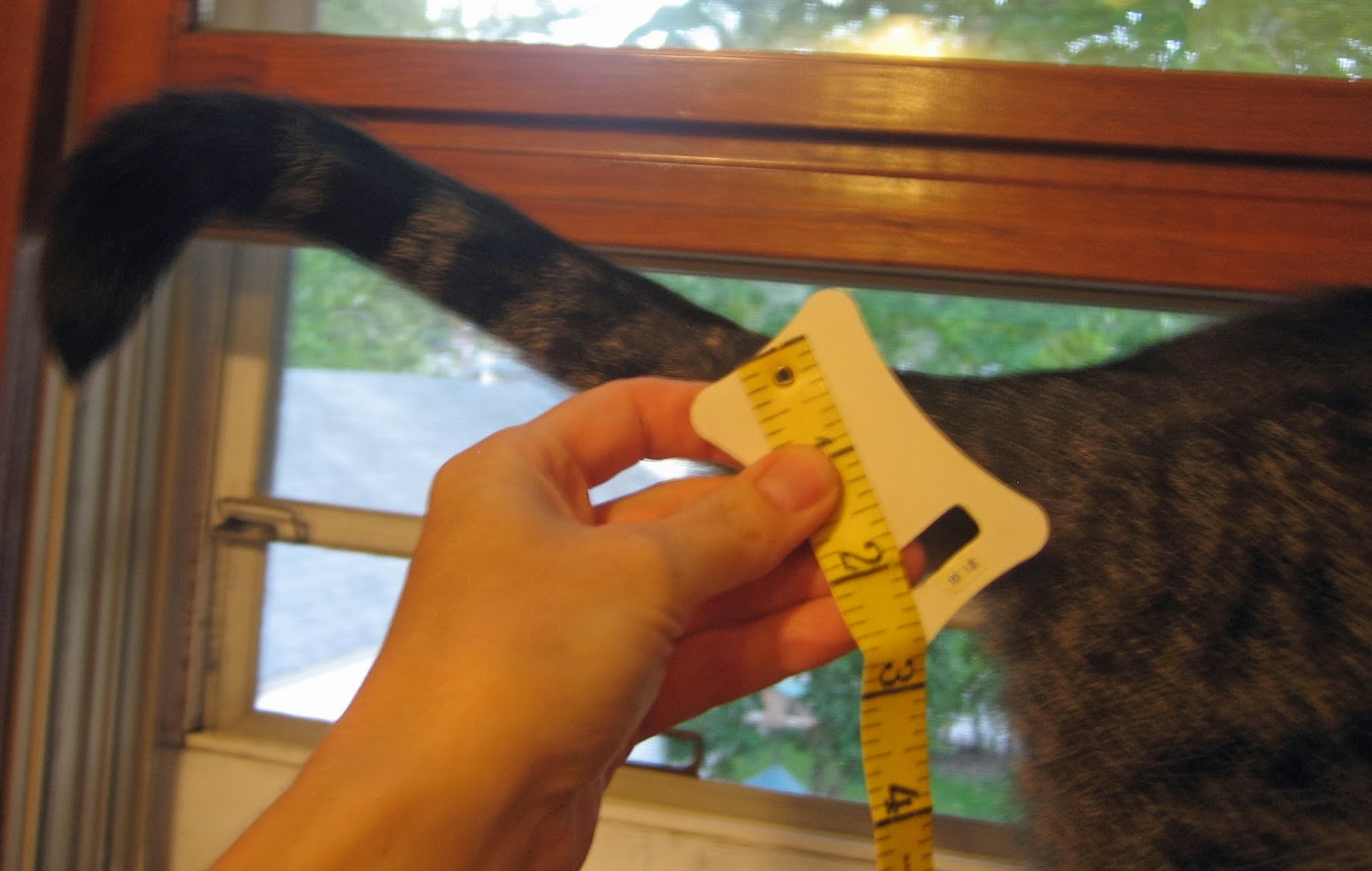 It's all about the cats! A tale of, um, tails