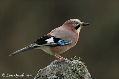 Eurasian jay (Garrulus glandarius)