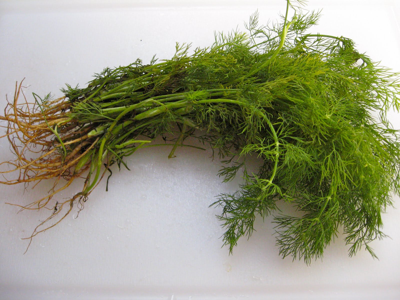she's in the kitchen dillyicious home drying fresh dill in the