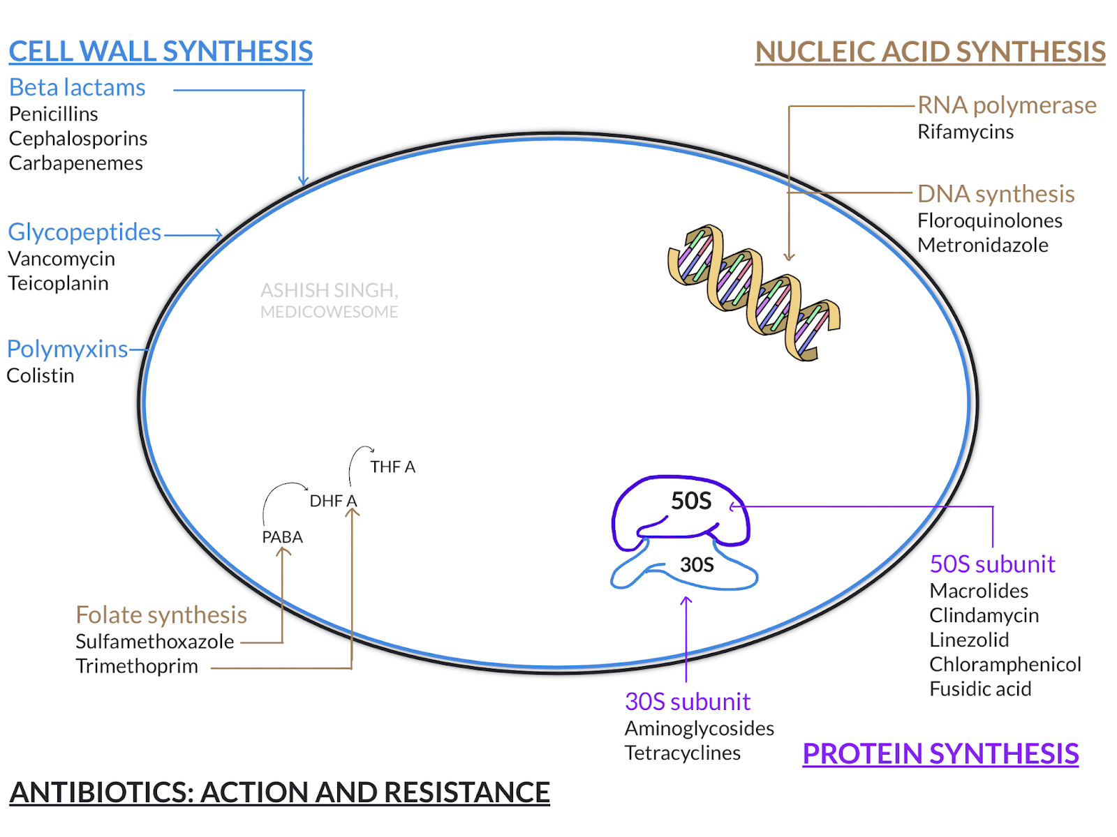 Medicowesome Antibiotics Action and Resistance