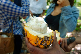 A fresh Cocoa pod sliced open. Look at all that juicy goodness!