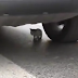 Σωζοντας ενα γατακι απο τις ροδες αυτοκινητου