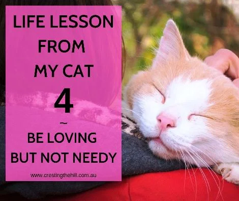 There are life lessons that can be learned from cats - this is lesson #4 - learn to respect boundaries - be affectionate but not needy #inspiration #lifelesson