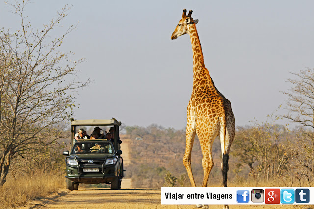 Os melhores PARQUES NACIONAIS EM ÁFRICA para observar Vida Selvagem