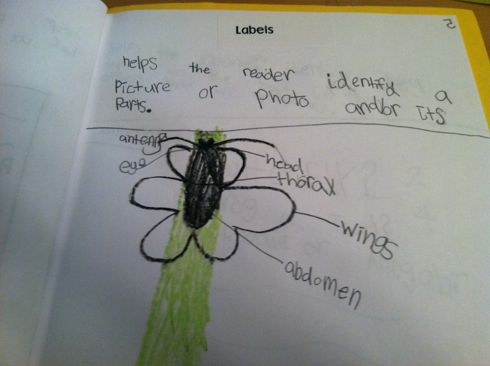 Team J's Second Grade Fun Day 6 Nonfiction Text Features Labels