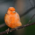 8 Reasons that make Canaries fantastic bird pets