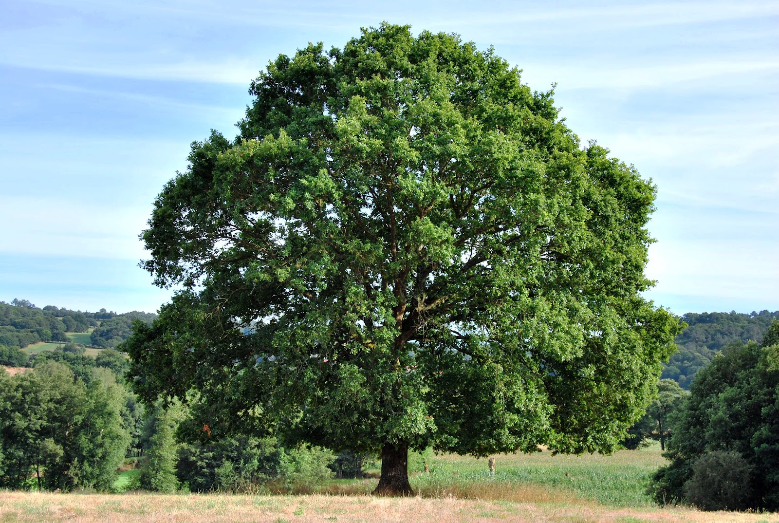 XURXO MOREIRAS. Avante!! LUGO, A Carballeira e o carballo grande de