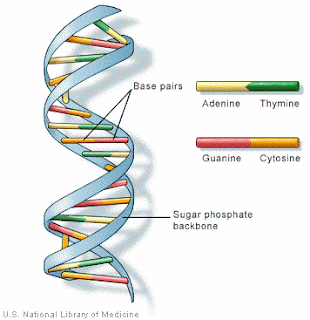 DNA (Pengertian, Struktur, Fungsi, Sifat, Replikasi)