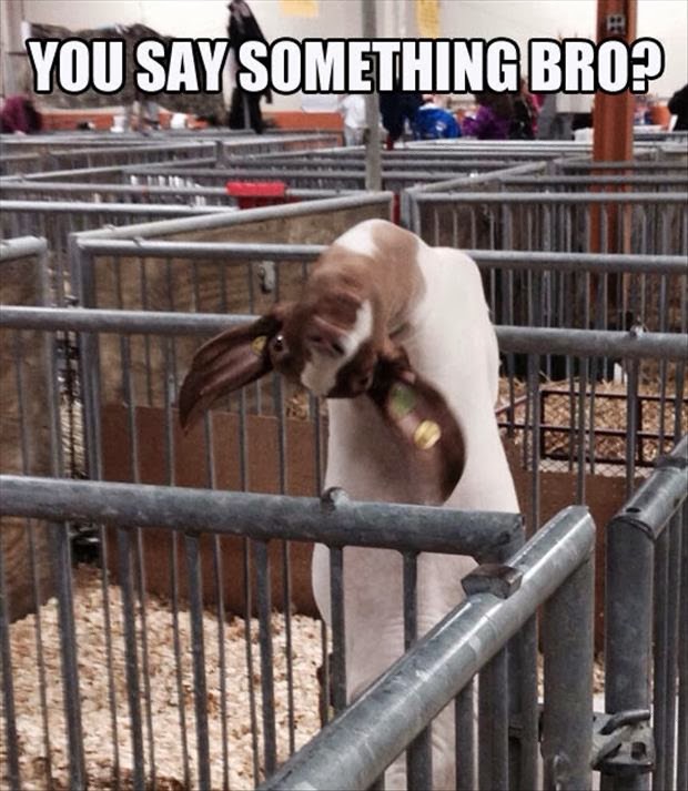 30 Funny animal captions - part 19 (30 pics), goat with tilt head, you say something bro